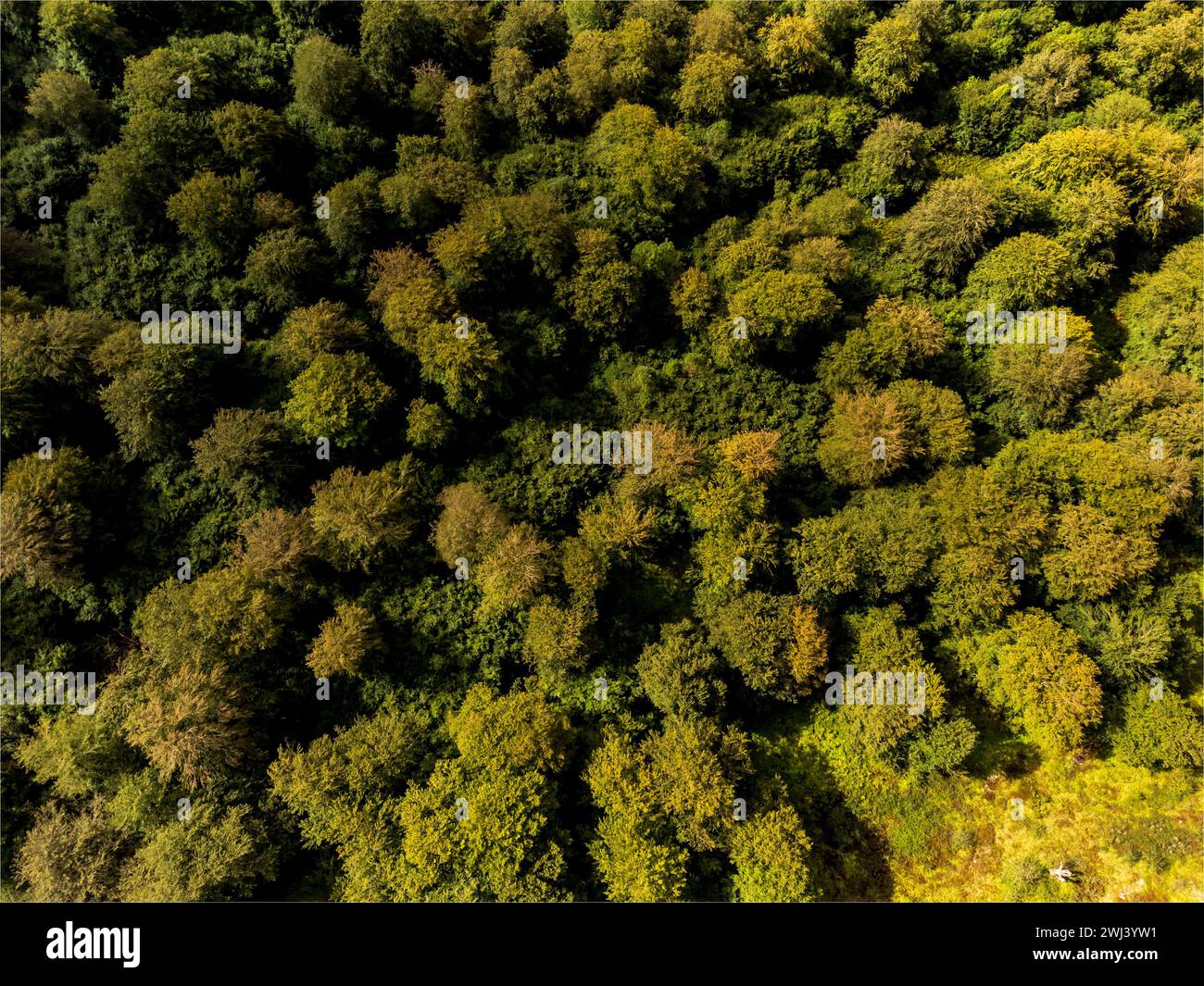 Parco naturale di Aralar Foto Stock