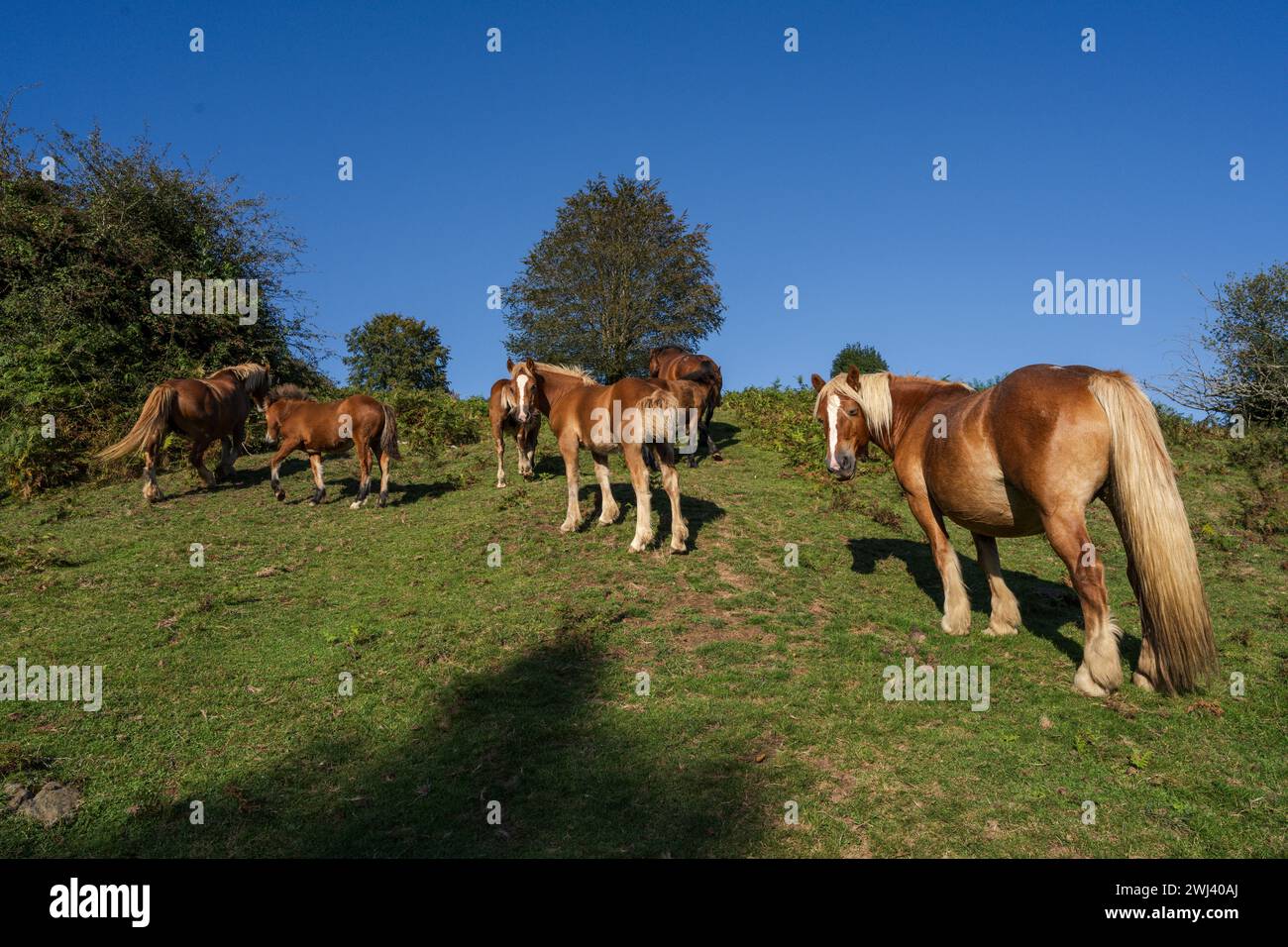 Sentiero GR 20 - percorso circolare per Aralar Foto Stock