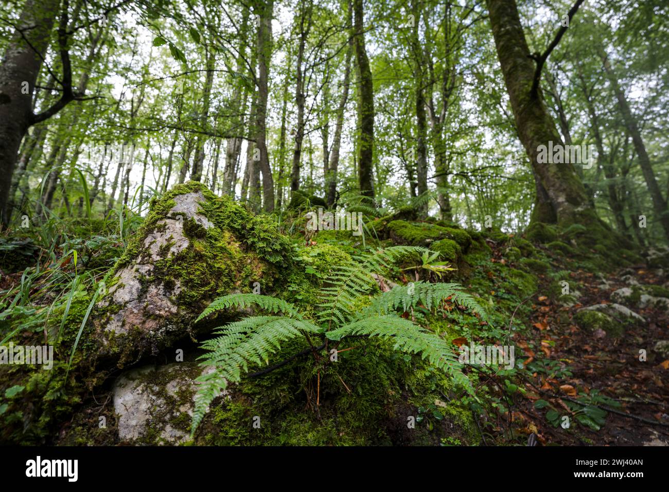 Faggeta nei pressi di Lizarrusti Foto Stock
