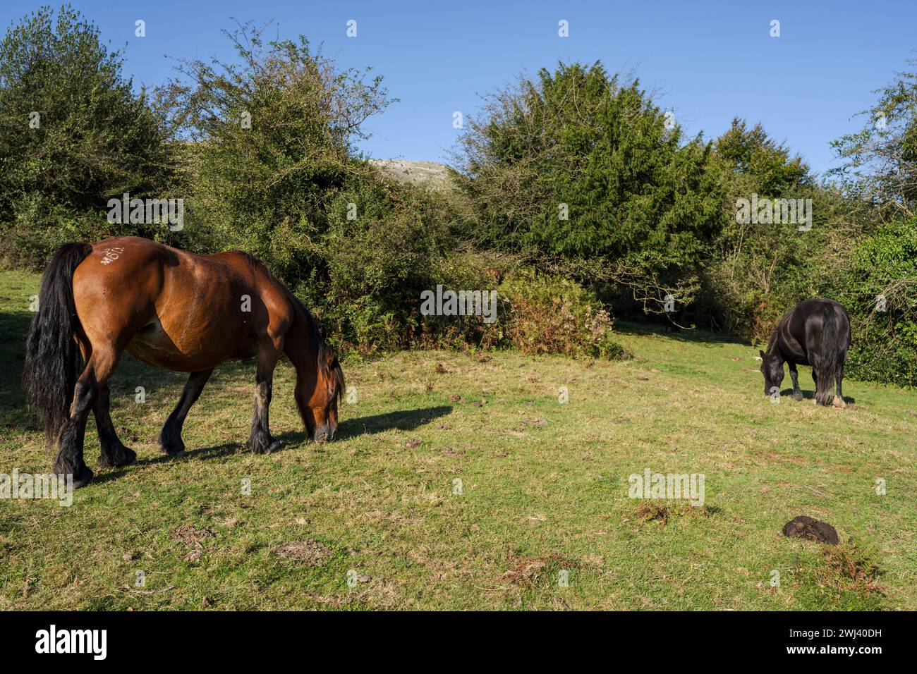 Sentiero GR 20 - percorso circolare per Aralar Foto Stock
