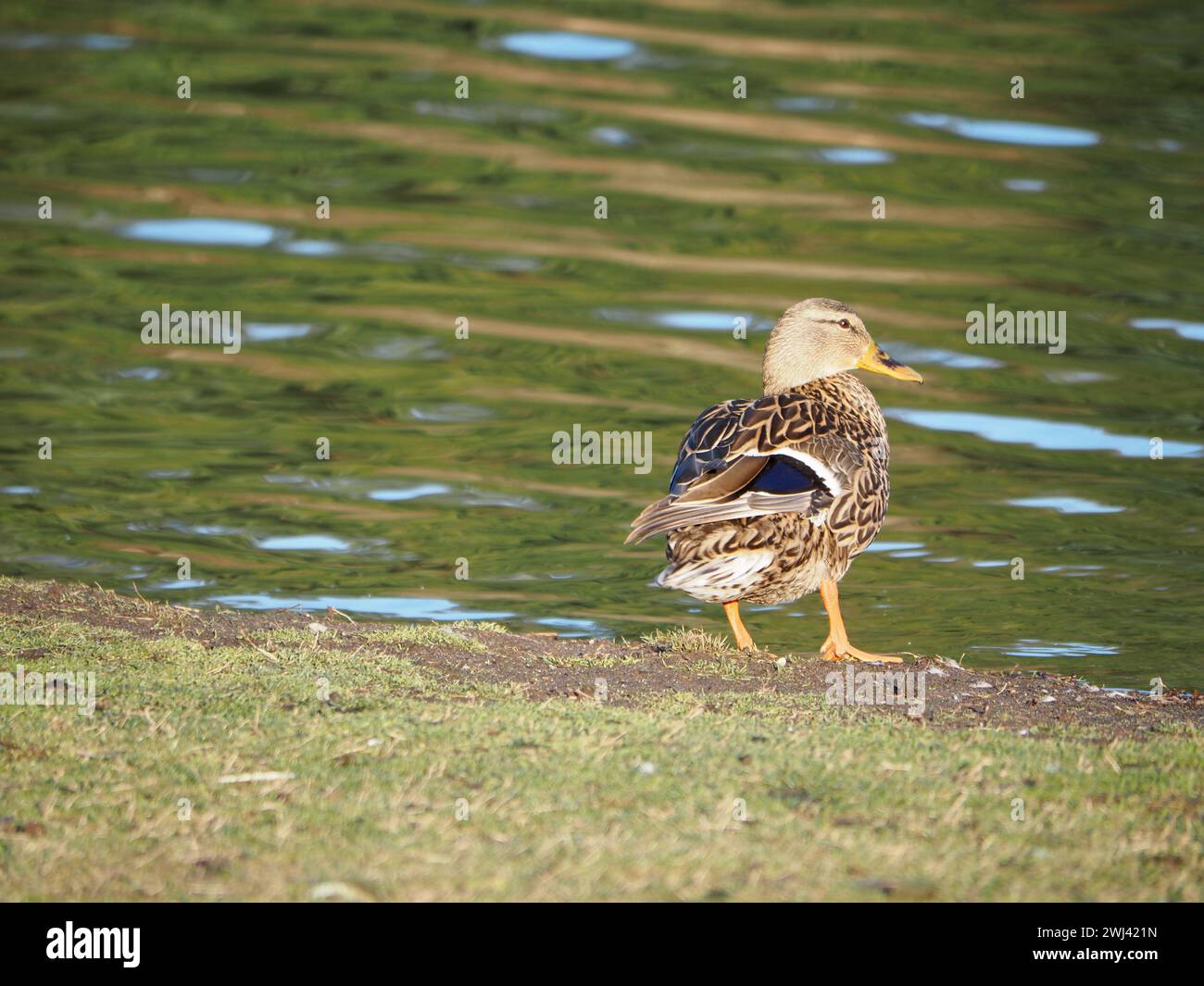 Mallards che giocano al lago Foto Stock
