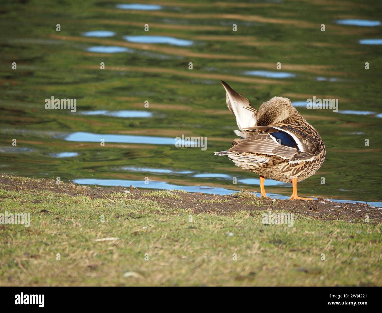 Mallards che giocano al lago Foto Stock