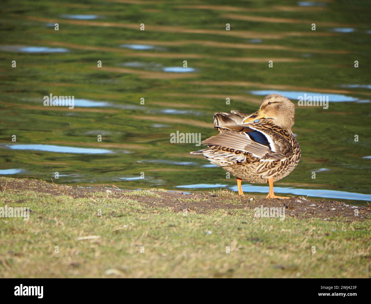 Mallards che giocano al lago Foto Stock