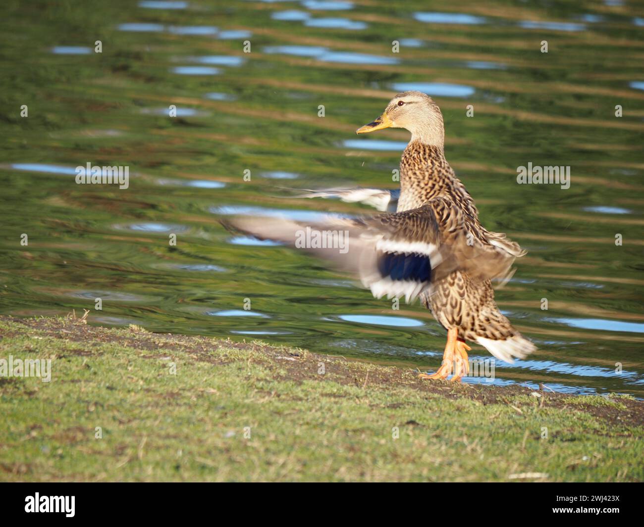 Mallards che giocano al lago Foto Stock