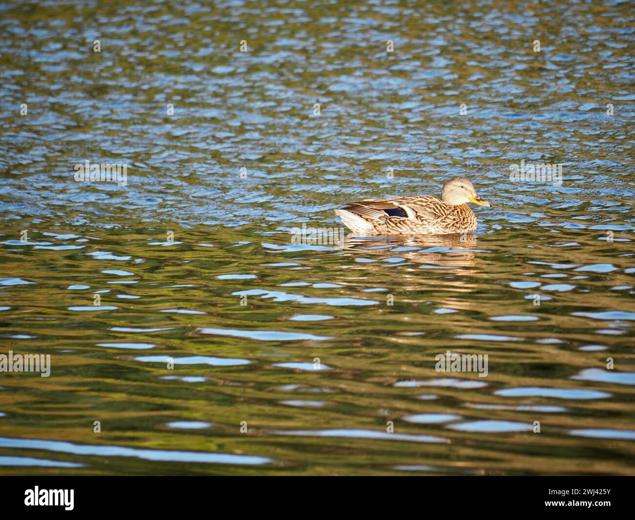 Mallards che giocano al lago Foto Stock