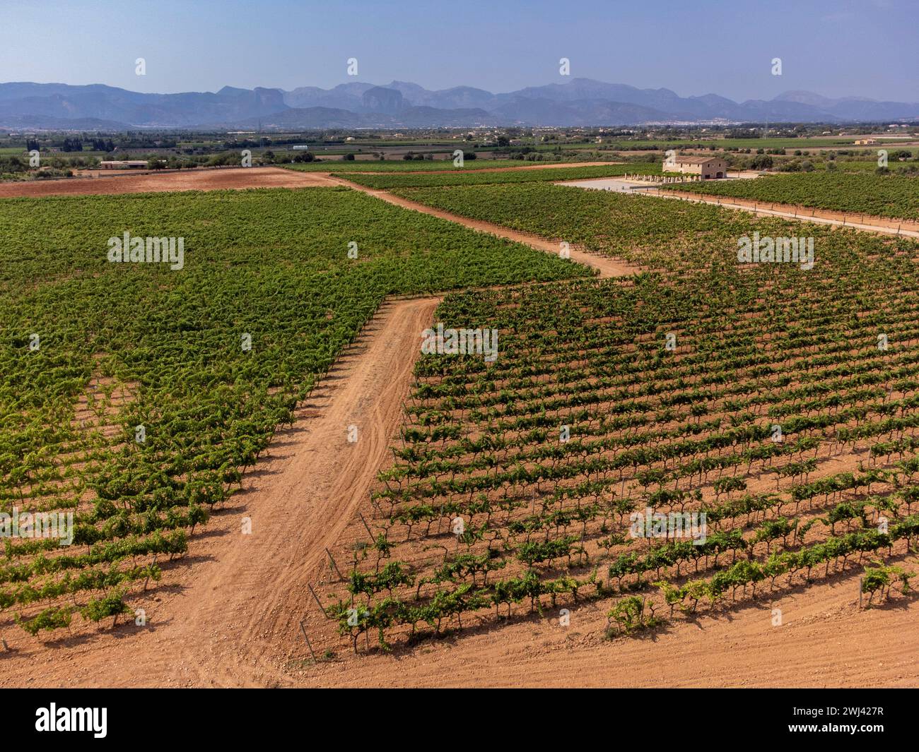 Vigneti Son Llompart di Macia Batle Foto Stock