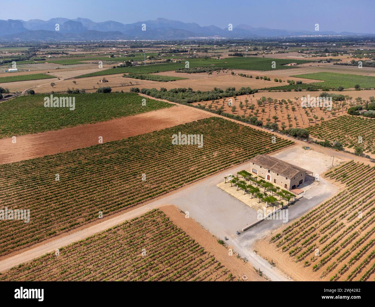 Vigneti Son Llompart di Macia Batle Foto Stock