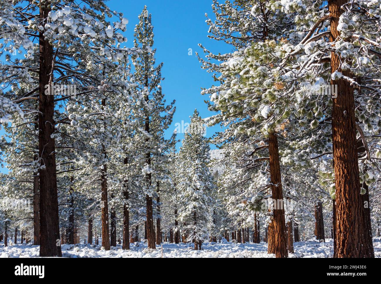 Foresta di inverno Foto Stock