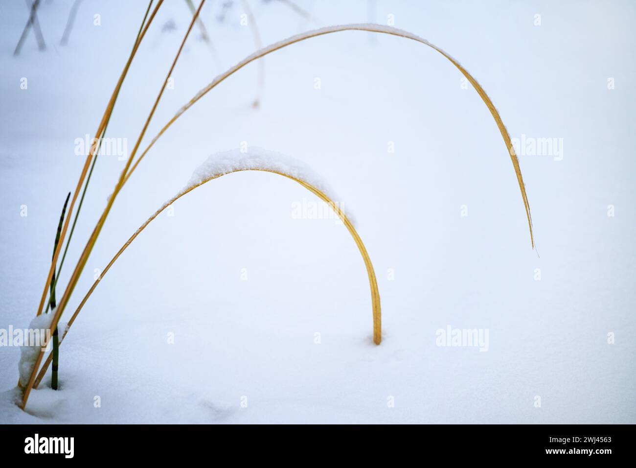 Lame d'erba asciutte curve nella neve, natura tranquilla in inverno, biglietto d'auguri per Natale e Capodanno, spazio fotocopie, Foto Stock