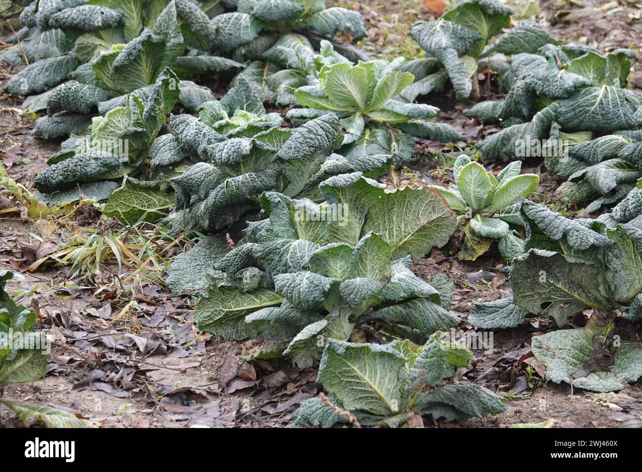 Brassica oleracea convariegata capitata variegata sabauda, cavolo Savoia Foto Stock