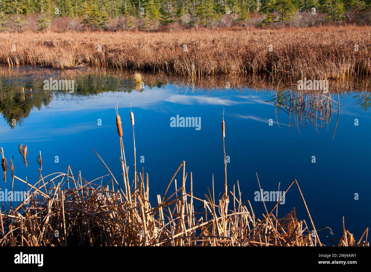 Beaver Creek, Brian stand Parco Statale, Oregon Foto Stock