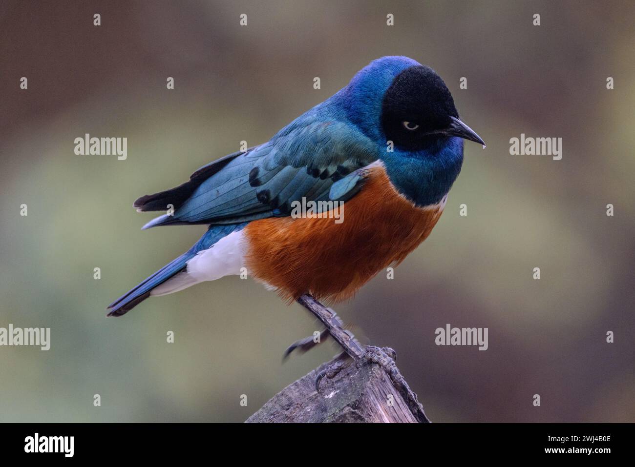 Brillante superba Starling Foto Stock