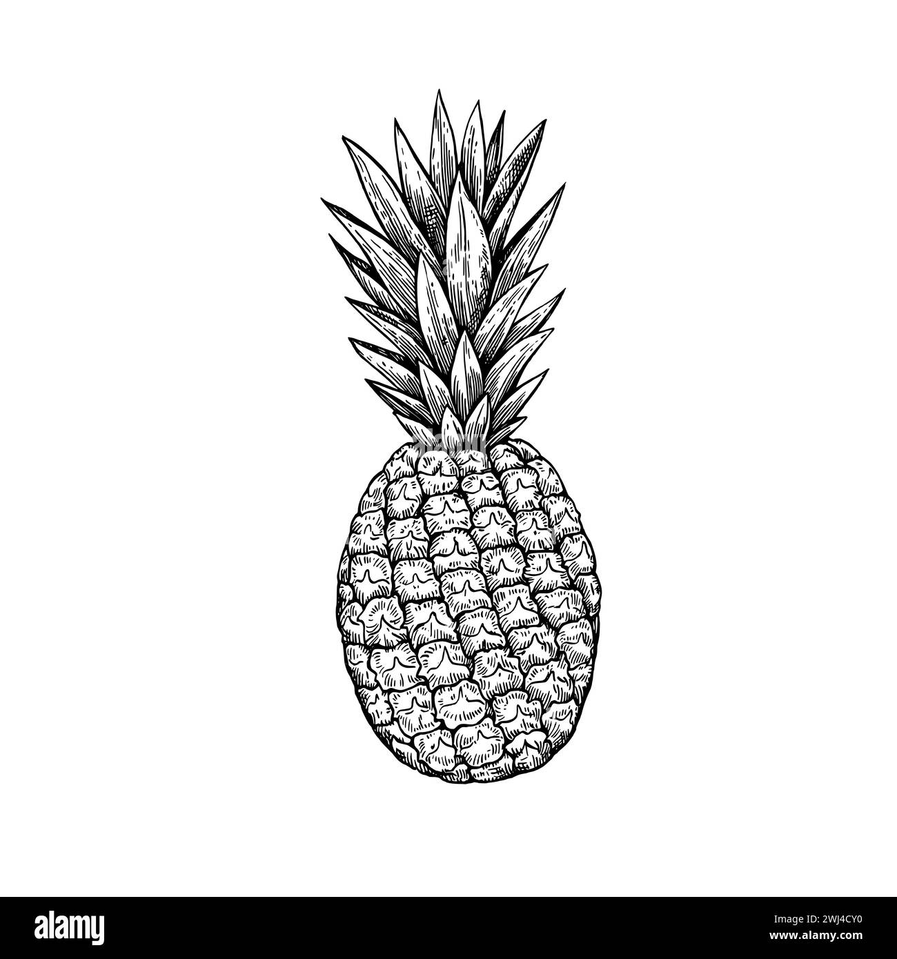 Ananas, isolato su sfondo bianco. Illustrazione a inchiostro disegnata a mano in stile incisione retrò. Disegno vettoriale dettagliato. Illustrazione Vettoriale