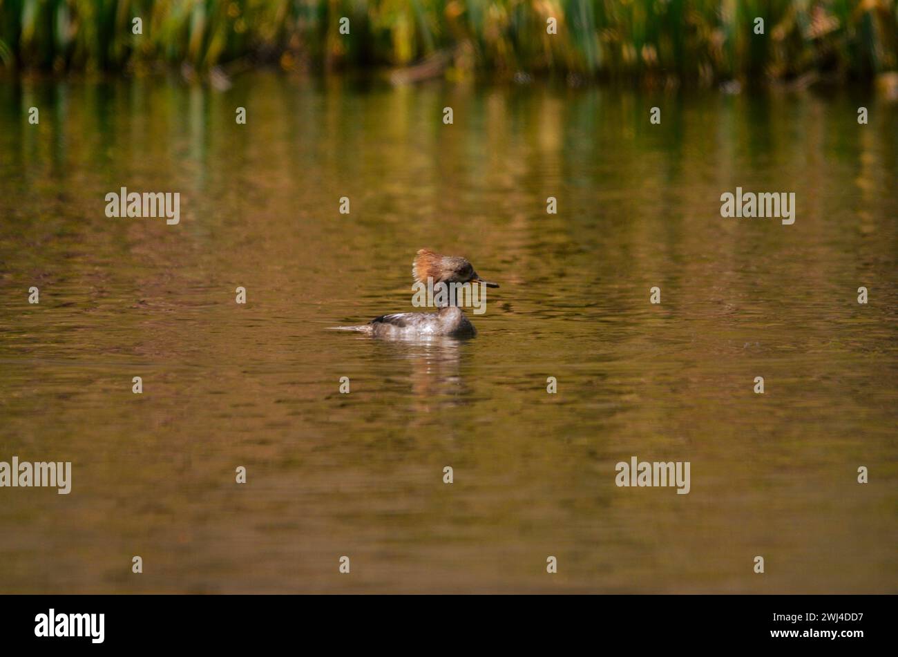 Un'anatra Merganser con cappuccio che nuota in acqua, con riflessi dei colori autunnali nell'acqua. Foto Stock