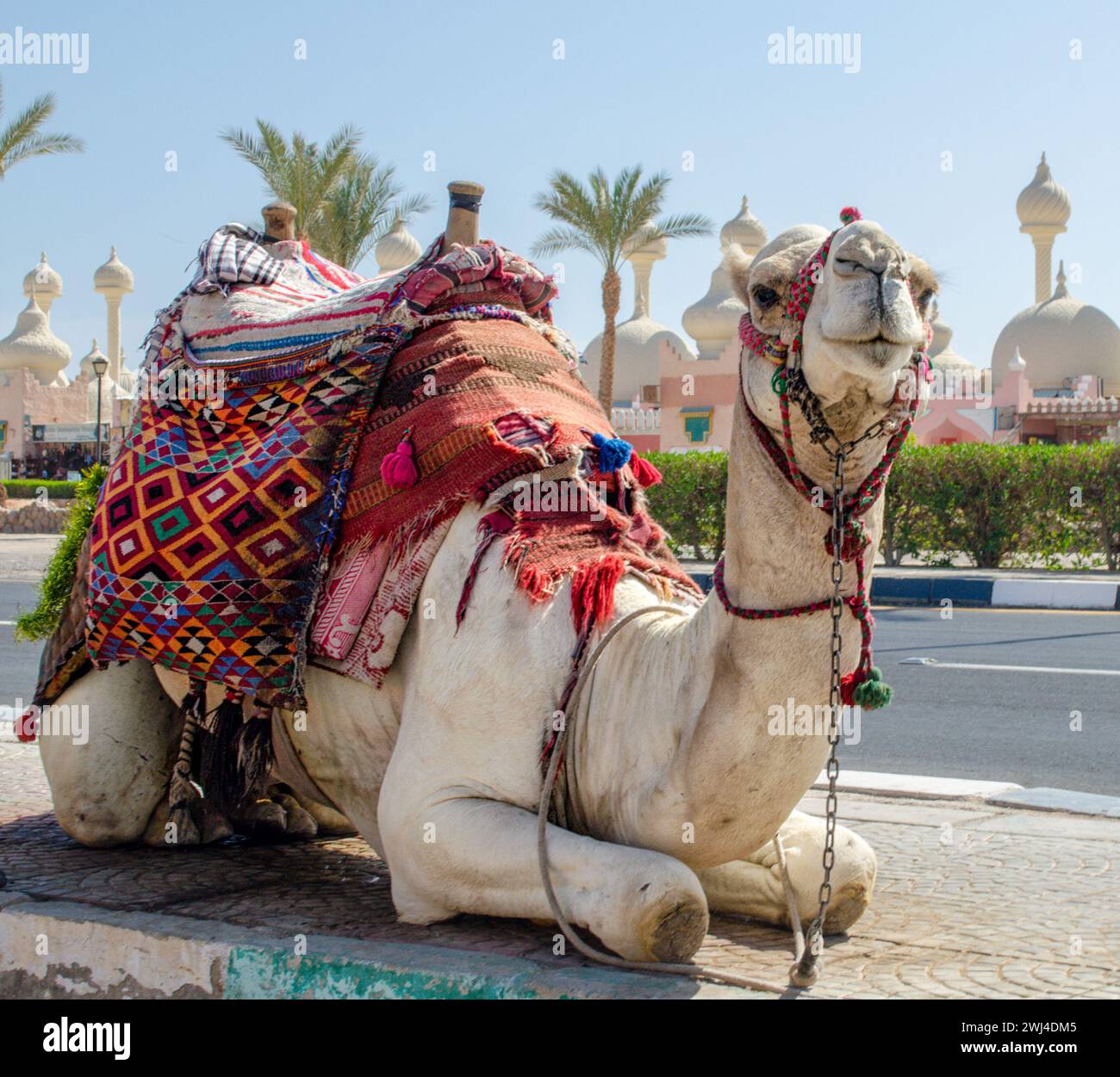 Cavalca il cammello in una coperta luminosa sulla strada soleggiata di Sharm El Sheikh Foto Stock