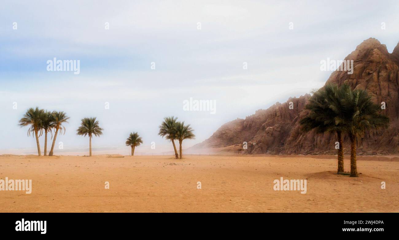 Palme e montagne rocciose nel deserto dell'egitto Foto Stock