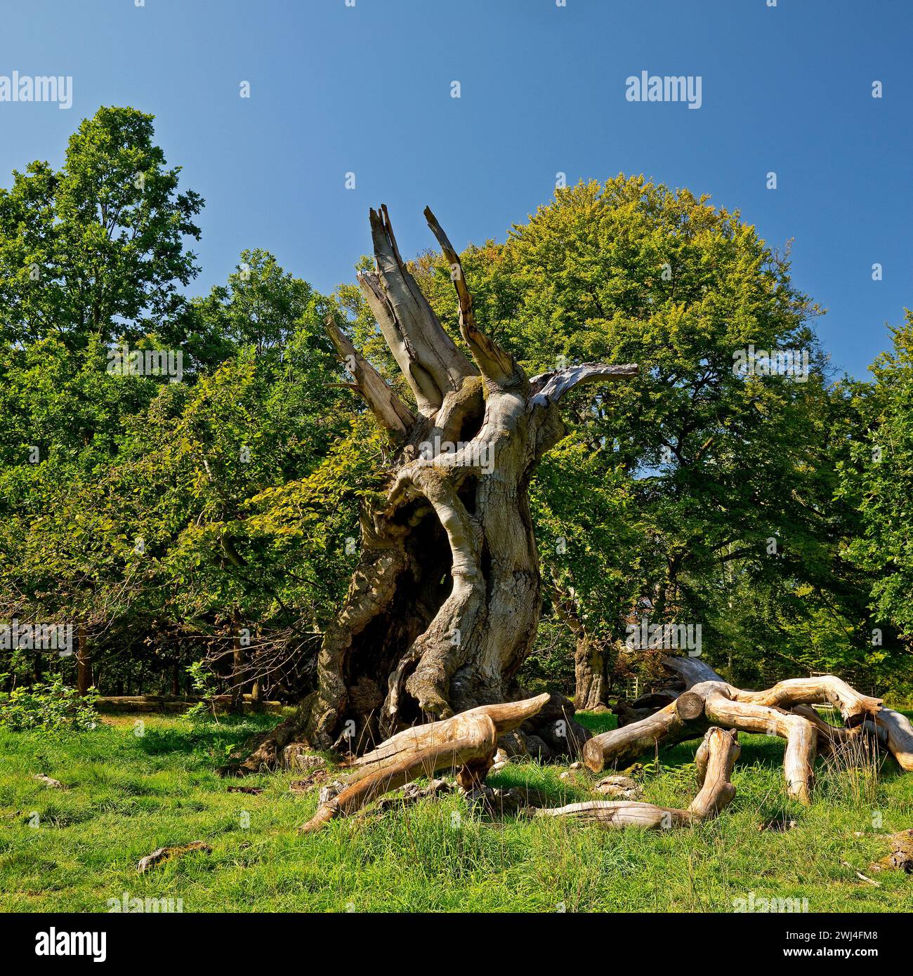 Vecchio faggio europeo (Fagus sylvatica), Hutewald Halloh, Bad Wildungen, Assia, Germania, Europa Foto Stock