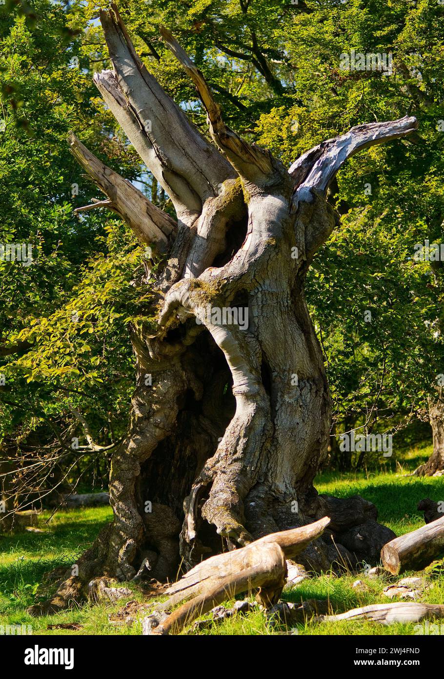 Vecchio faggio europeo (Fagus sylvatica), Hutewald Halloh, Bad Wildungen, Assia, Germania, Europa Foto Stock