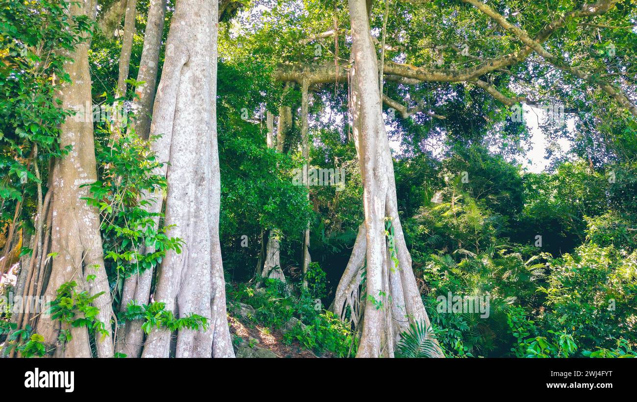 Da Nang, Vietnam: Veduta aerea della penisola di Son tra e della pagoda di Linh Ung, una delle destinazioni più famose per i turisti. Foto Stock