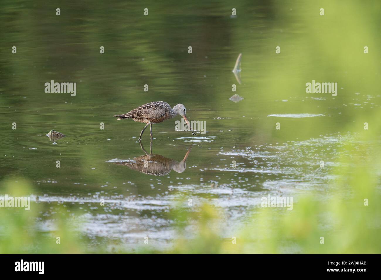 Un Godwit Hudsonian che va a caccia del suo pasto. alla luce della sera. Foto Stock