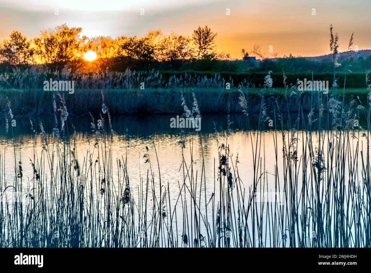 Tramonto su un lago con canne e alberi in primo piano Foto Stock