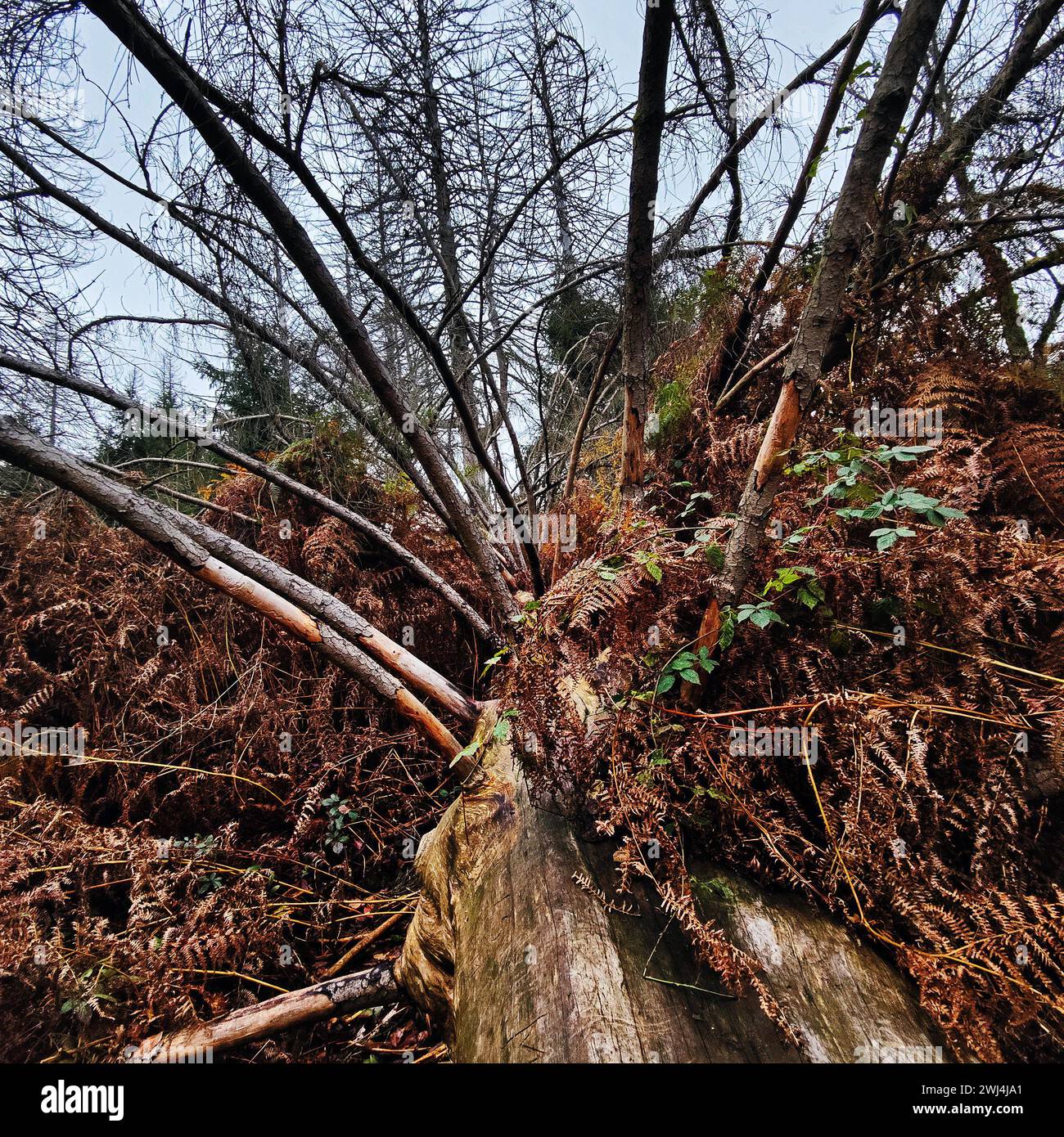 Giungla di Sababurg in autunno, riserva naturale, distretto immobiliare di Reinhardswald, Assia, Germania, Europa Foto Stock