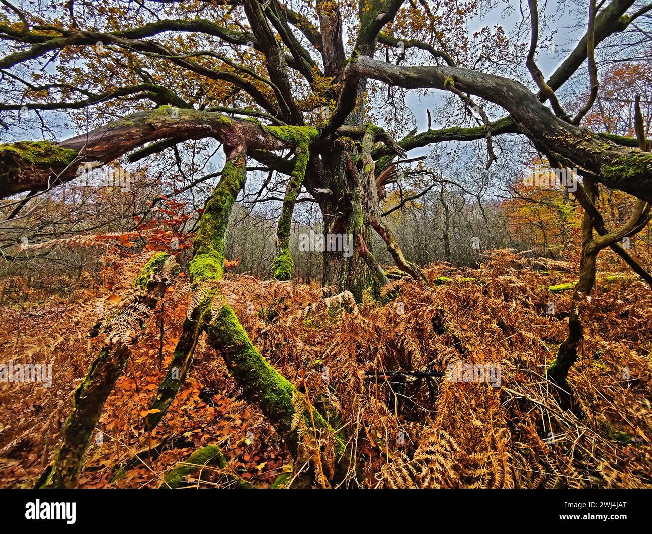Giungla di Sababurg in autunno, riserva naturale, distretto immobiliare di Reinhardswald, Assia, Germania, Europa Foto Stock