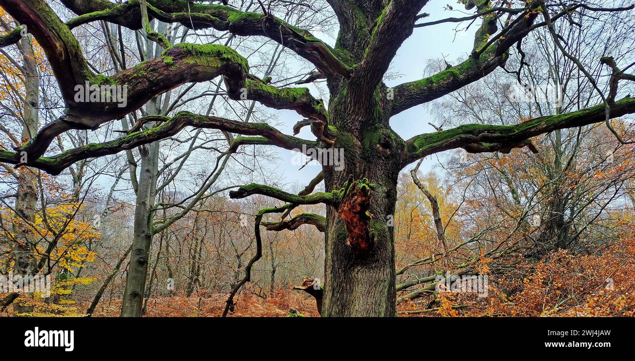 Giungla di Sababurg in autunno, riserva naturale, distretto immobiliare di Reinhardswald, Assia, Germania, Europa Foto Stock