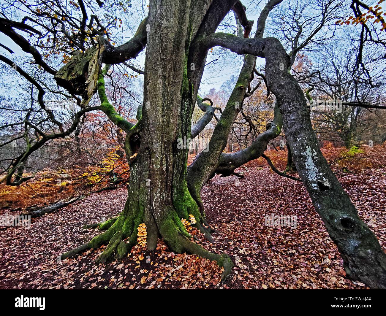 Giungla di Sababurg in autunno, riserva naturale, distretto immobiliare di Reinhardswald, Assia, Germania, Europa Foto Stock