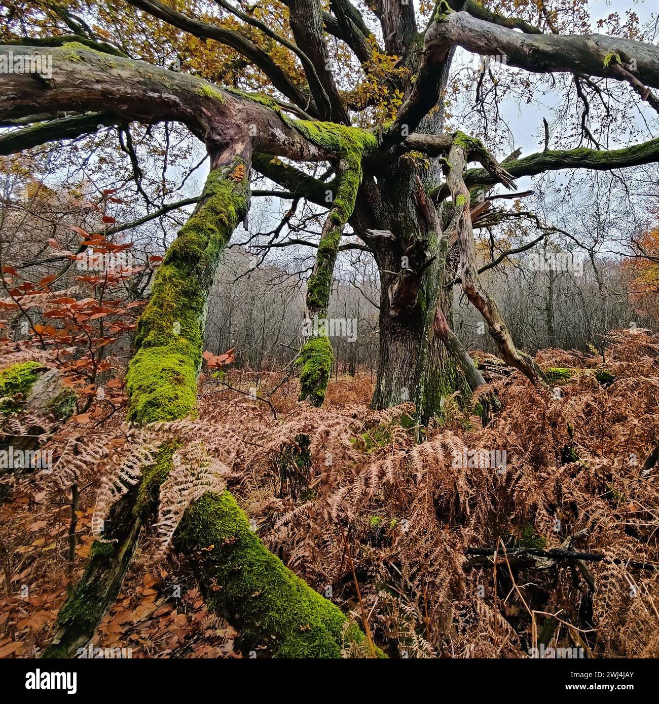 Giungla di Sababurg in autunno, riserva naturale, distretto immobiliare di Reinhardswald, Assia, Germania, Europa Foto Stock