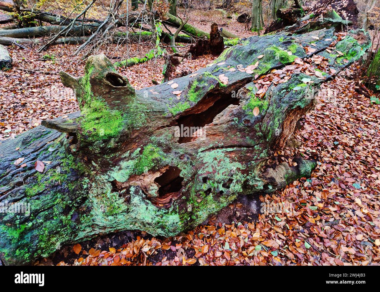 Giungla di Sababurg in autunno, riserva naturale, distretto immobiliare di Reinhardswald, Assia, Germania, Europa Foto Stock