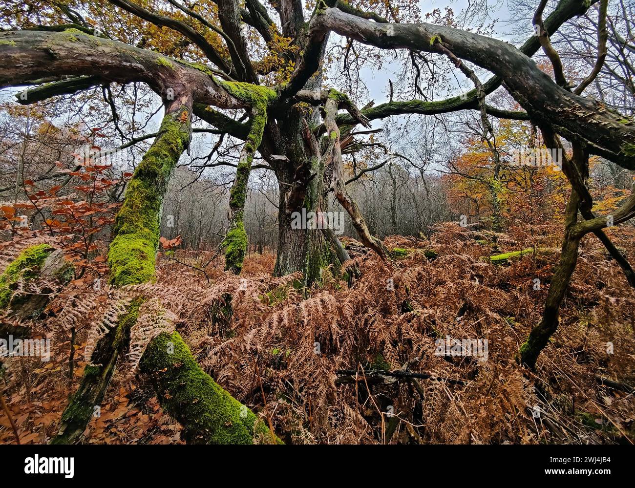 Giungla di Sababurg in autunno, riserva naturale, distretto immobiliare di Reinhardswald, Assia, Germania, Europa Foto Stock