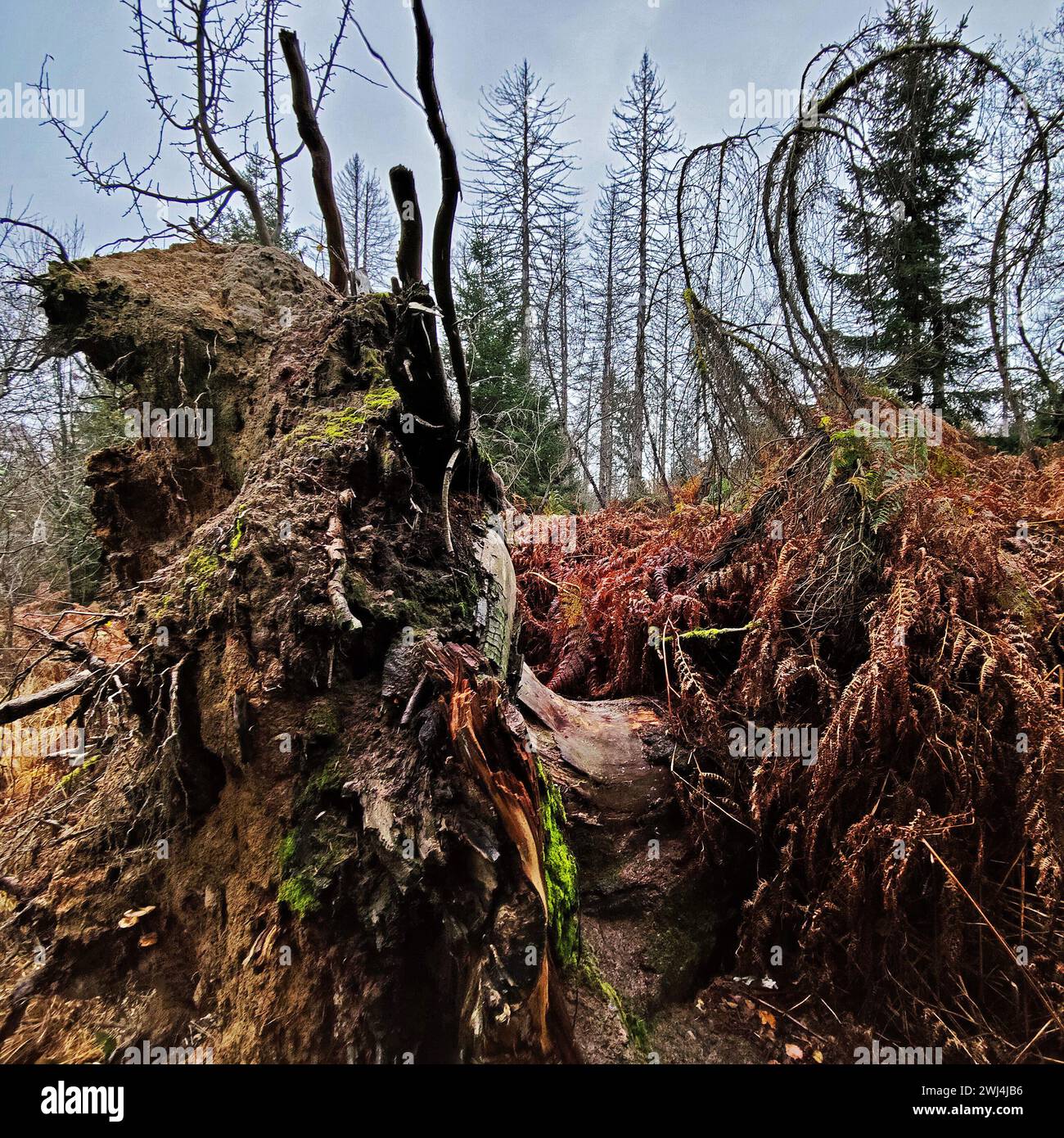 Giungla di Sababurg in autunno, riserva naturale, distretto immobiliare di Reinhardswald, Assia, Germania, Europa Foto Stock
