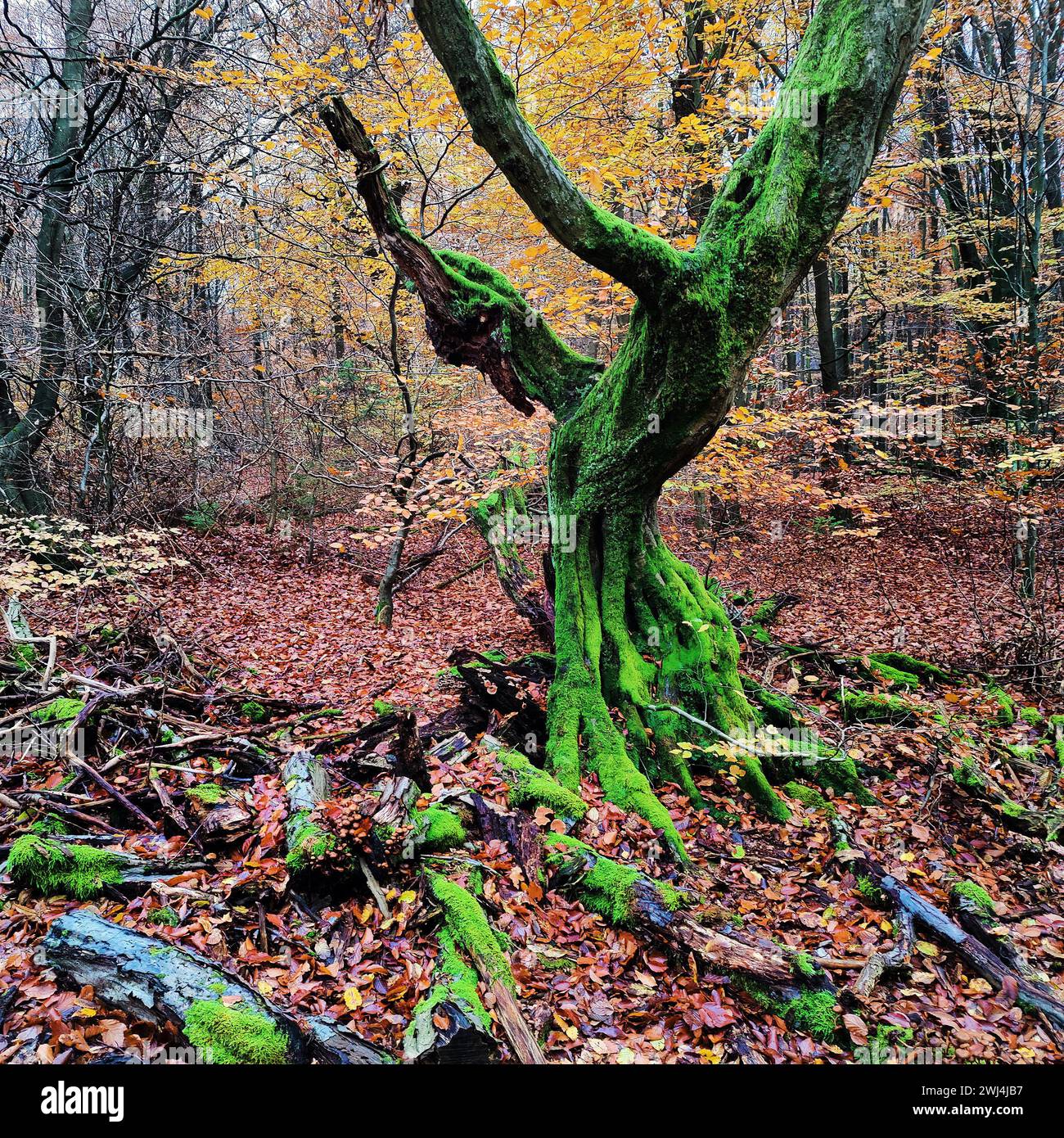 Giungla di Sababurg in autunno, riserva naturale, distretto immobiliare di Reinhardswald, Assia, Germania, Europa Foto Stock