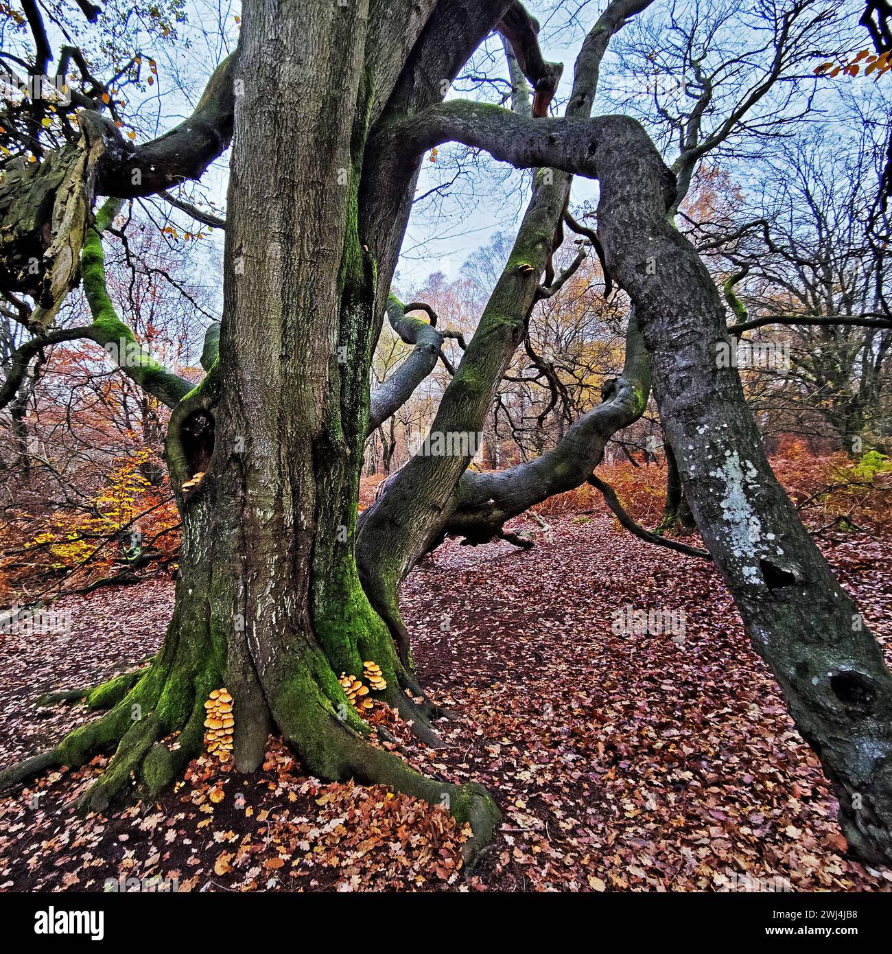 Giungla di Sababurg in autunno, riserva naturale, distretto immobiliare di Reinhardswald, Assia, Germania, Europa Foto Stock