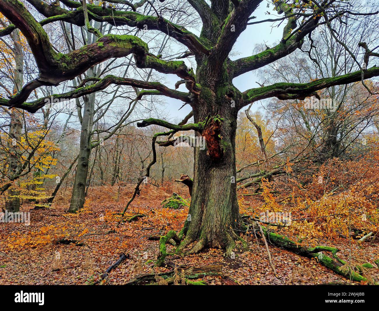 Giungla di Sababurg in autunno, riserva naturale, distretto immobiliare di Reinhardswald, Assia, Germania, Europa Foto Stock