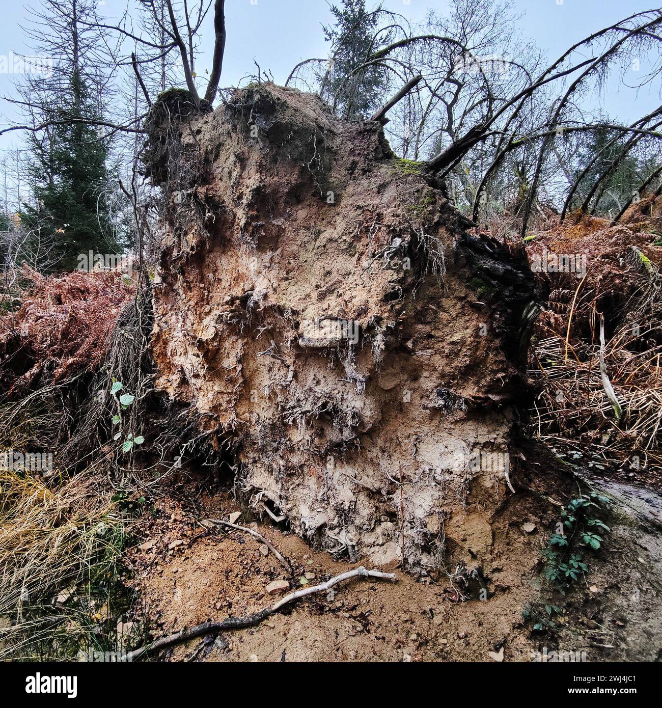 Giungla di Sababurg in autunno, riserva naturale, distretto immobiliare di Reinhardswald, Assia, Germania, Europa Foto Stock