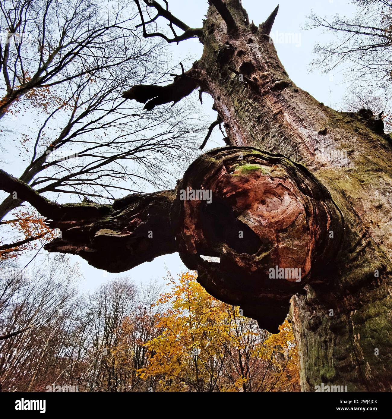 Giungla di Sababurg in autunno, riserva naturale, distretto immobiliare di Reinhardswald, Assia, Germania, Europa Foto Stock