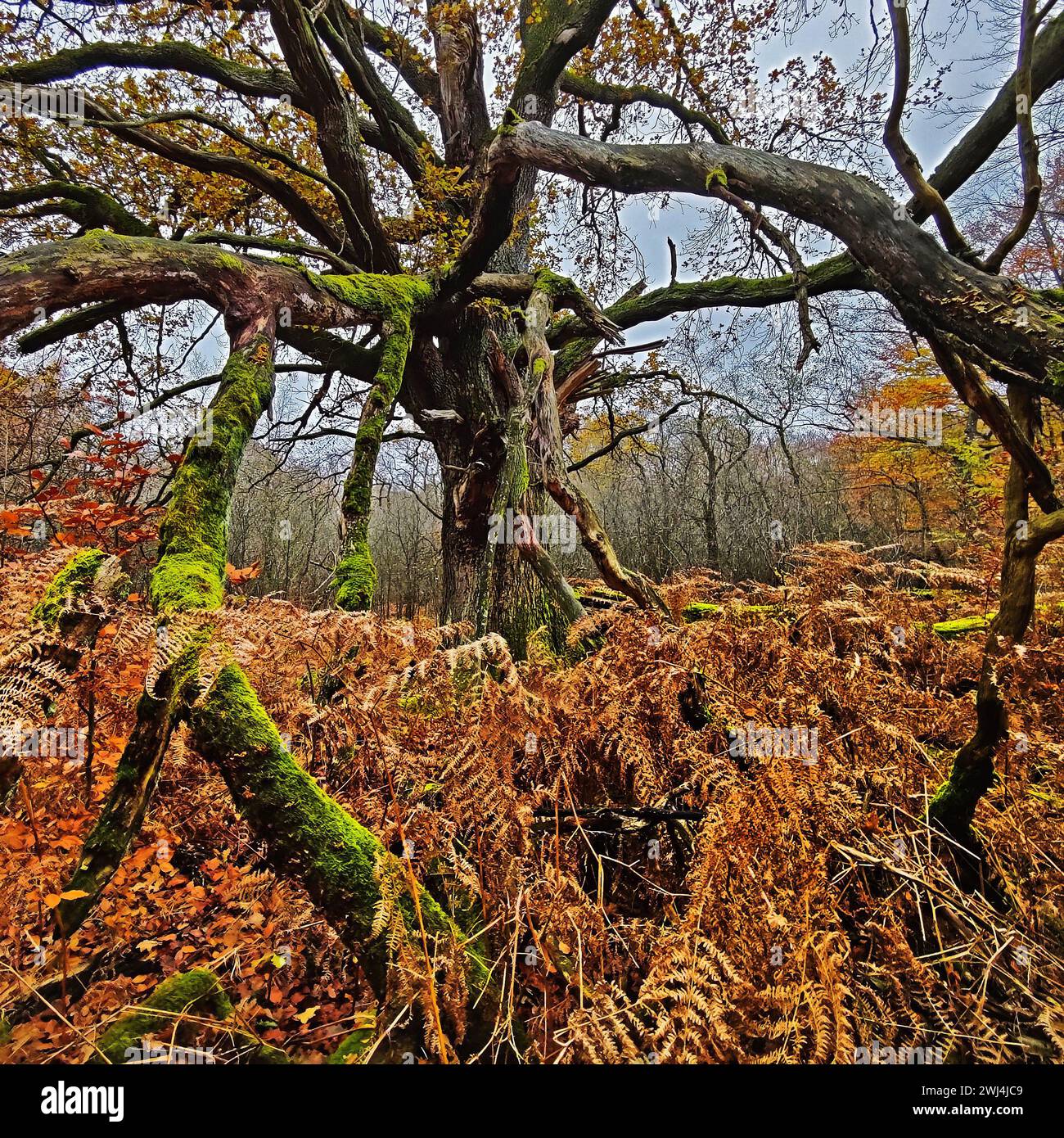 Giungla di Sababurg in autunno, riserva naturale, distretto immobiliare di Reinhardswald, Assia, Germania, Europa Foto Stock