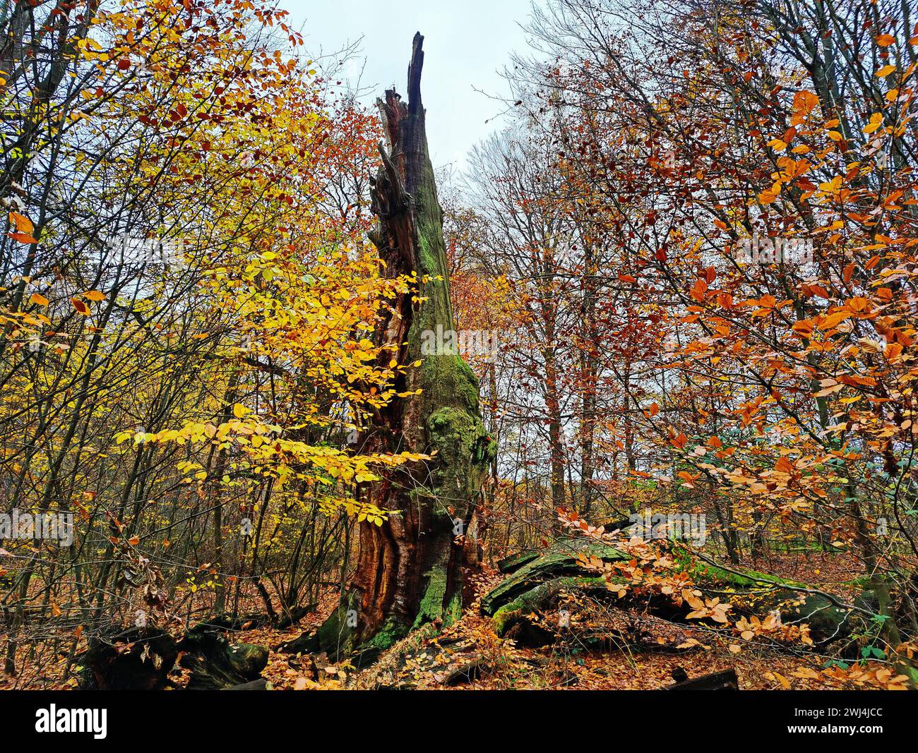 Giungla di Sababurg in autunno, riserva naturale, distretto immobiliare di Reinhardswald, Assia, Germania, Europa Foto Stock