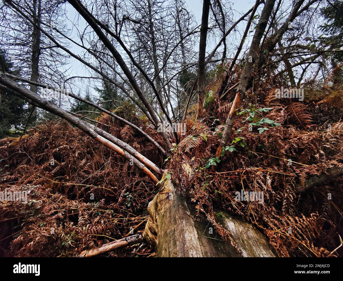 Giungla di Sababurg in autunno, riserva naturale, distretto immobiliare di Reinhardswald, Assia, Germania, Europa Foto Stock
