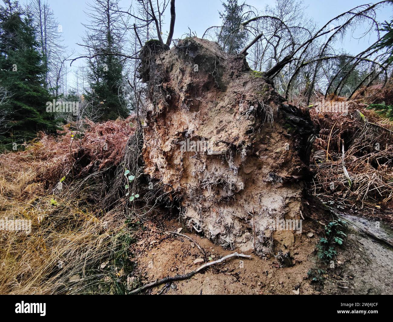 Giungla di Sababurg in autunno, riserva naturale, distretto immobiliare di Reinhardswald, Assia, Germania, Europa Foto Stock