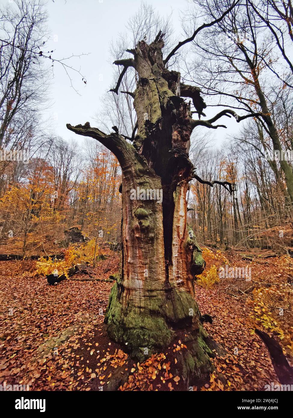 Giungla di Sababurg in autunno, riserva naturale, distretto immobiliare di Reinhardswald, Assia, Germania, Europa Foto Stock