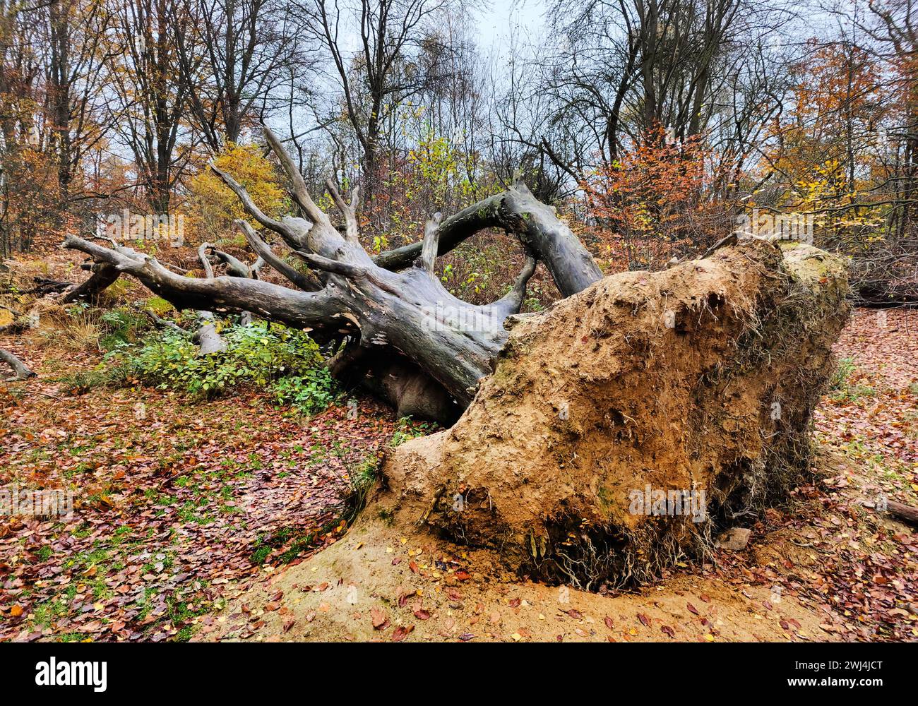 Giungla di Sababurg in autunno, riserva naturale, distretto immobiliare di Reinhardswald, Assia, Germania, Europa Foto Stock