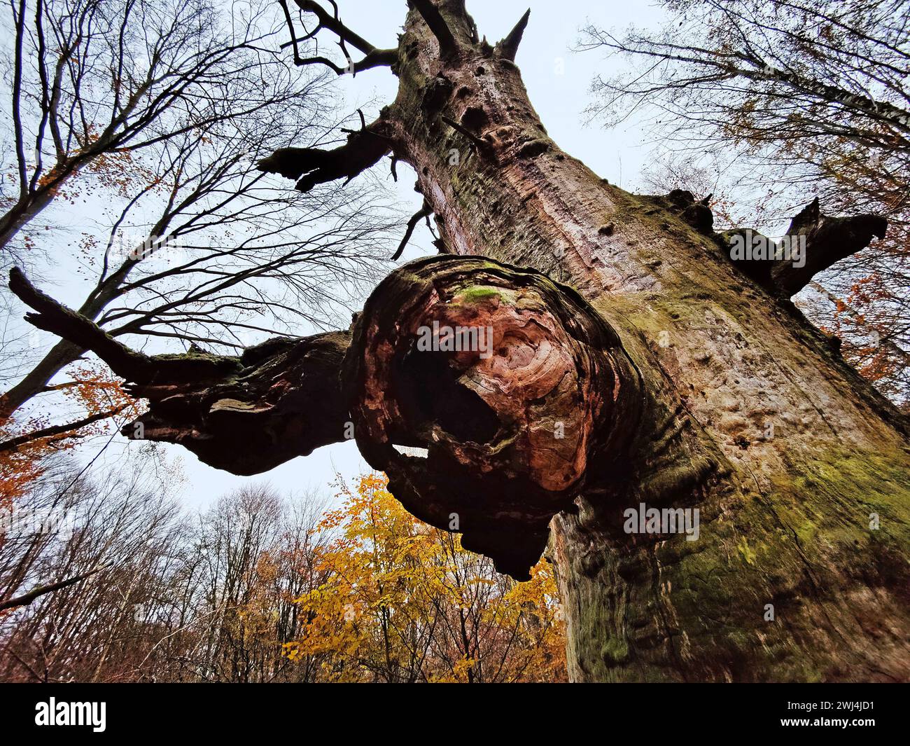 Giungla di Sababurg in autunno, riserva naturale, distretto immobiliare di Reinhardswald, Assia, Germania, Europa Foto Stock