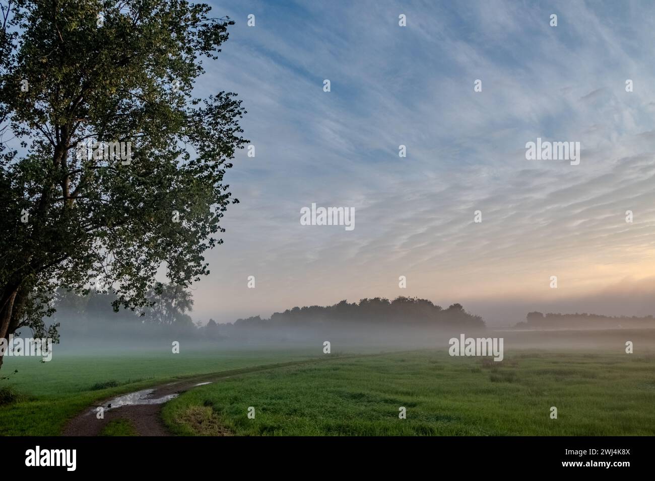 Luce mattutina croccante su un sentiero di prato nebbioso Foto Stock