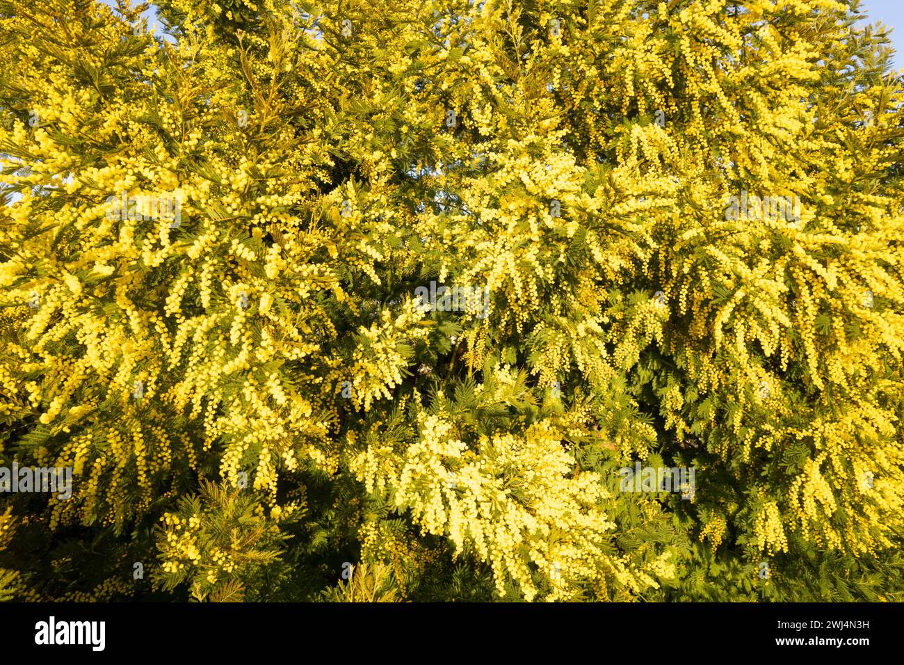 Documentazione fotografica di un albero di mimosa fiorito Foto Stock