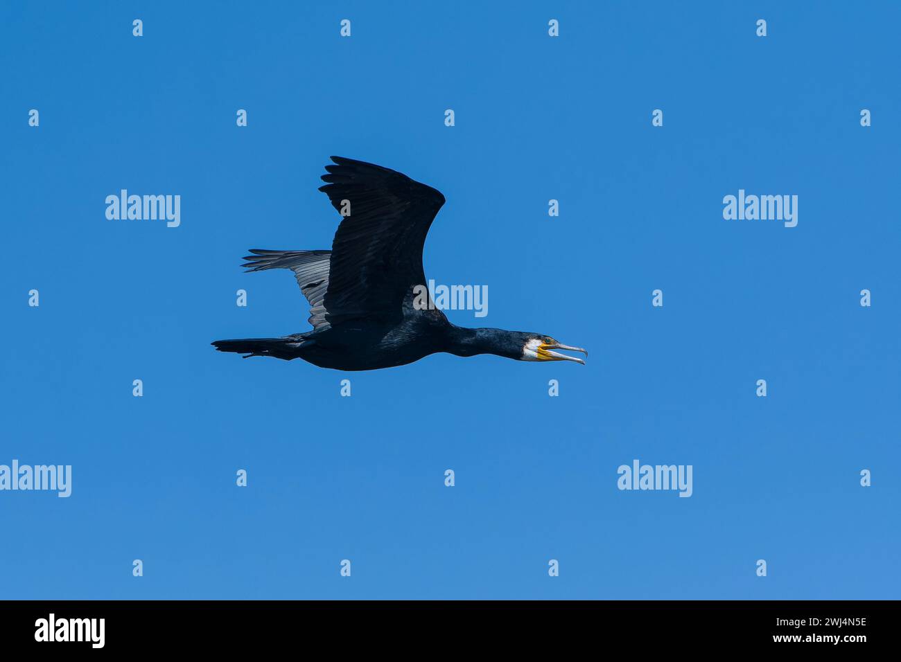 Volando un grande cormorano al sole della sera Foto Stock