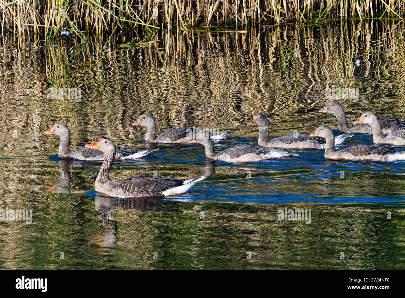 La famiglia Greylag Goose in estate Foto Stock