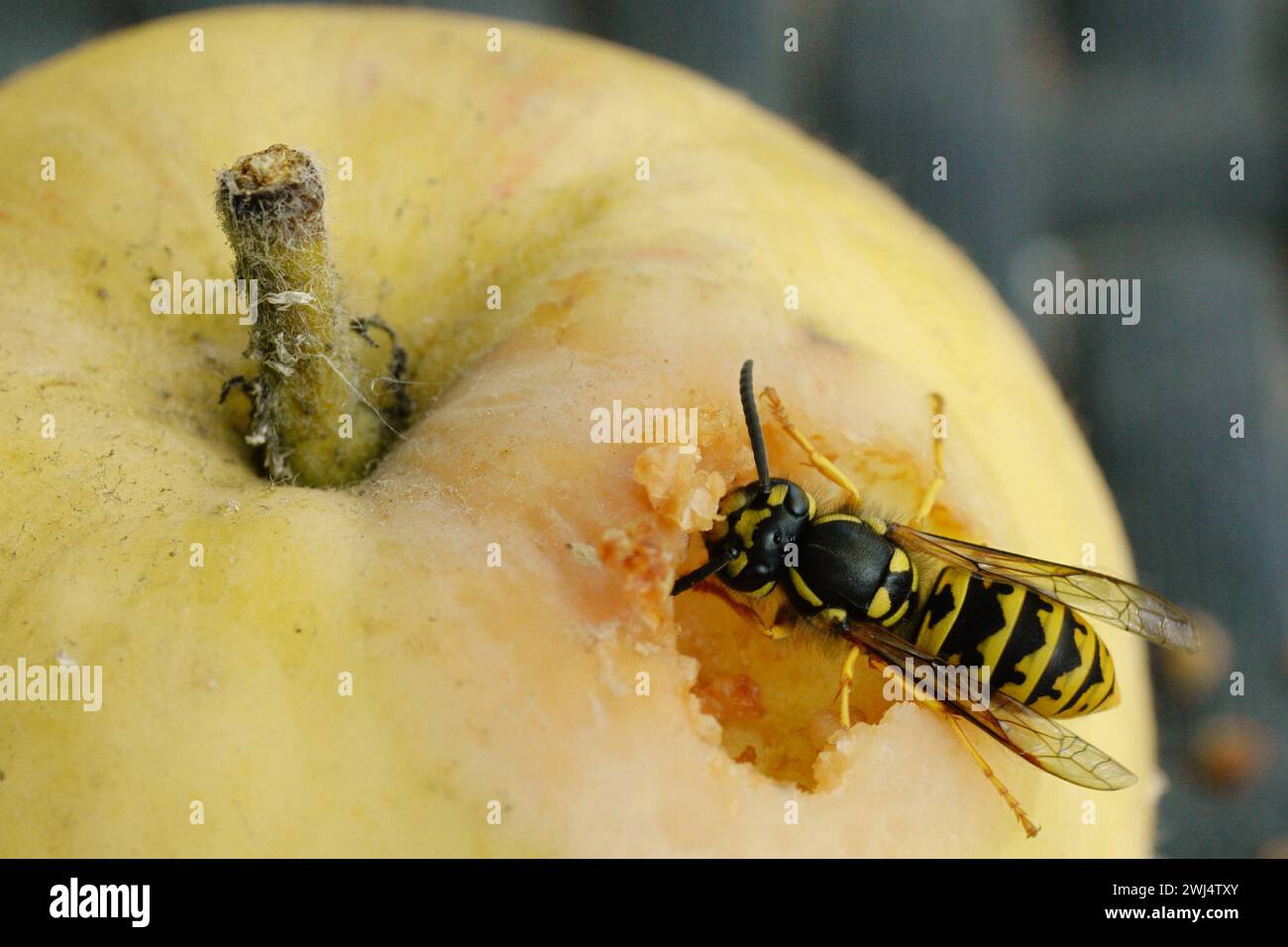 Una vespa di mangiare un Apple Foto Stock